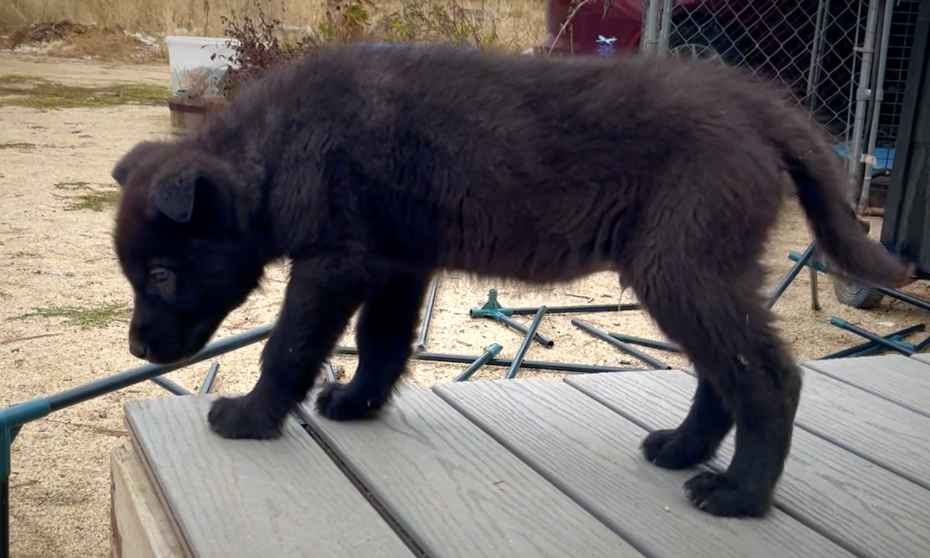 Mountain Peaks Litter - 8 weeks old - Lincoln styanding on deck