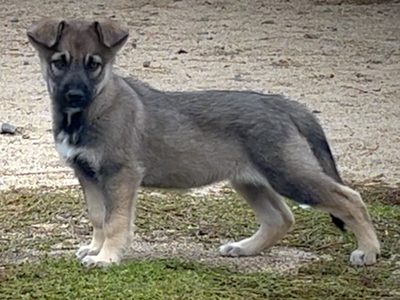 Harvest Litter - 9 weeks old - Apple Cider stacked stance