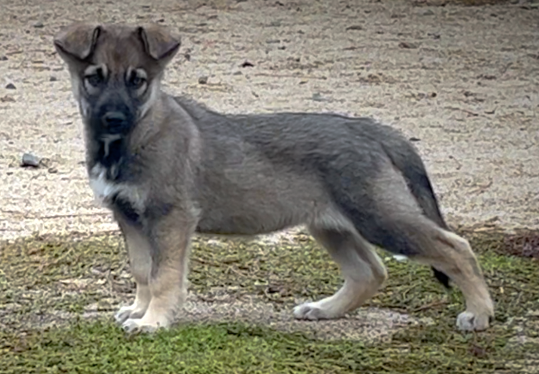 Harvest Litter - 9 weeks old - Apple Cider stacked stance