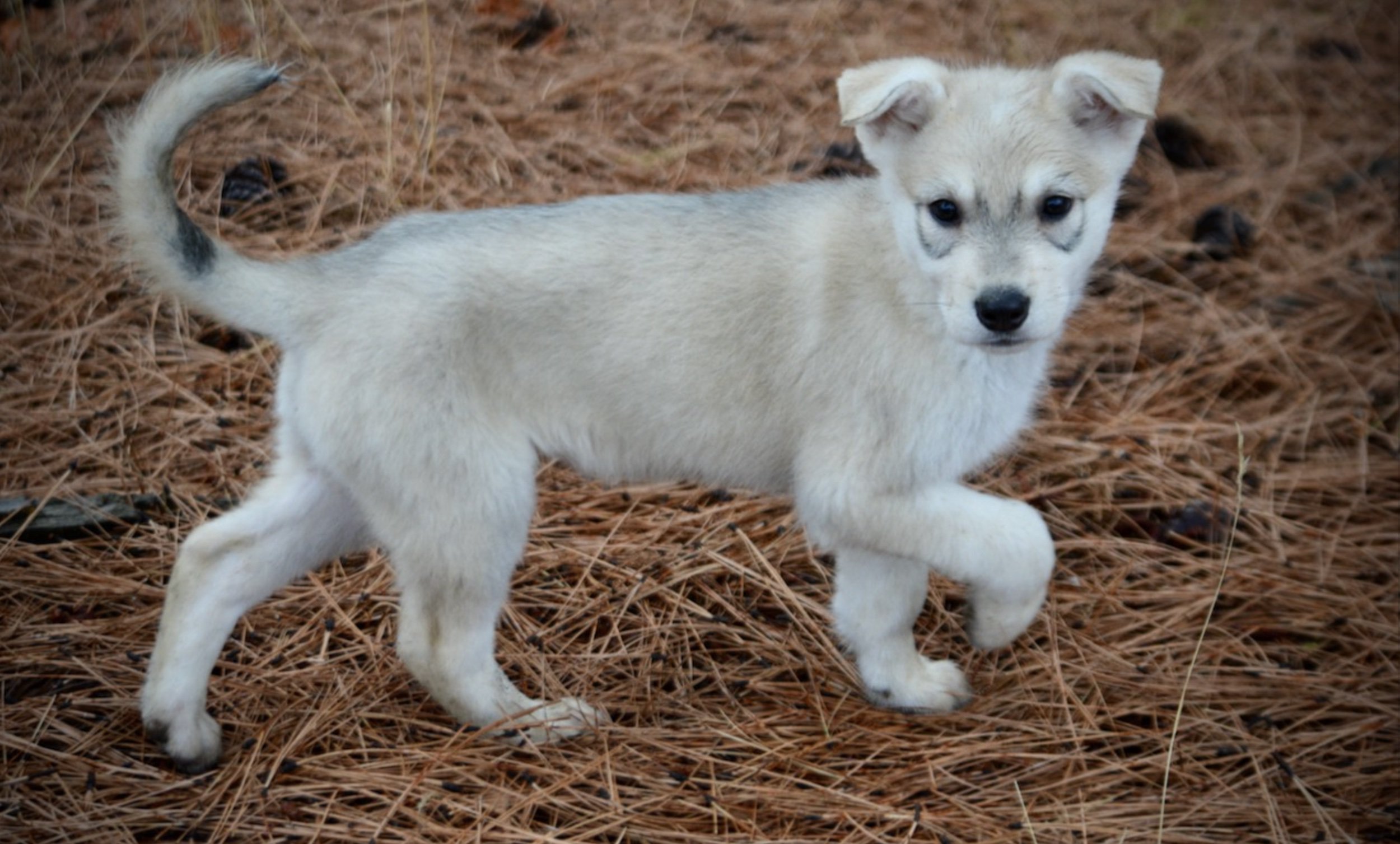 Muscle Car Litter - 8 weeks old - Corvette