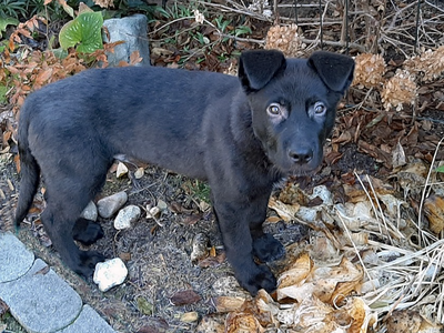 Mountain Peaks Litter - 15 weeks old - Elias - standing sideways