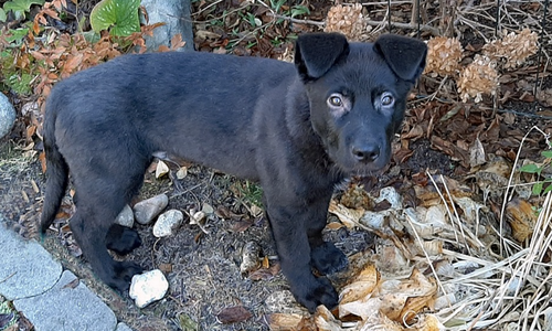 Mountain Peaks Litter - 15 weeks old - Elias - standing sideways