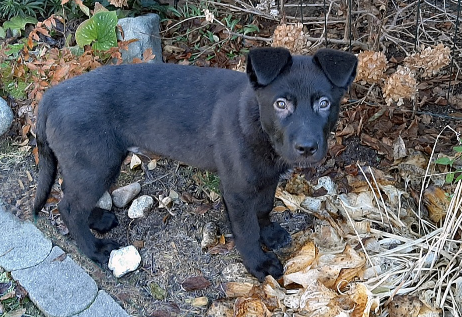 Mountain Peaks Litter - 15 weeks old - Elias - standing sideways