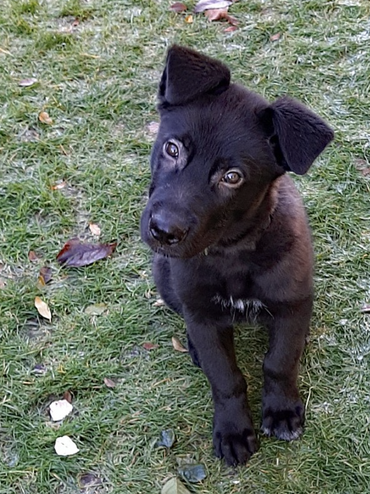 Mountain Peaks Litter - 15 weeks old - Elias - Sitting