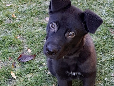 Mountain Peaks Litter - 15 weeks old - Elias - Sitting