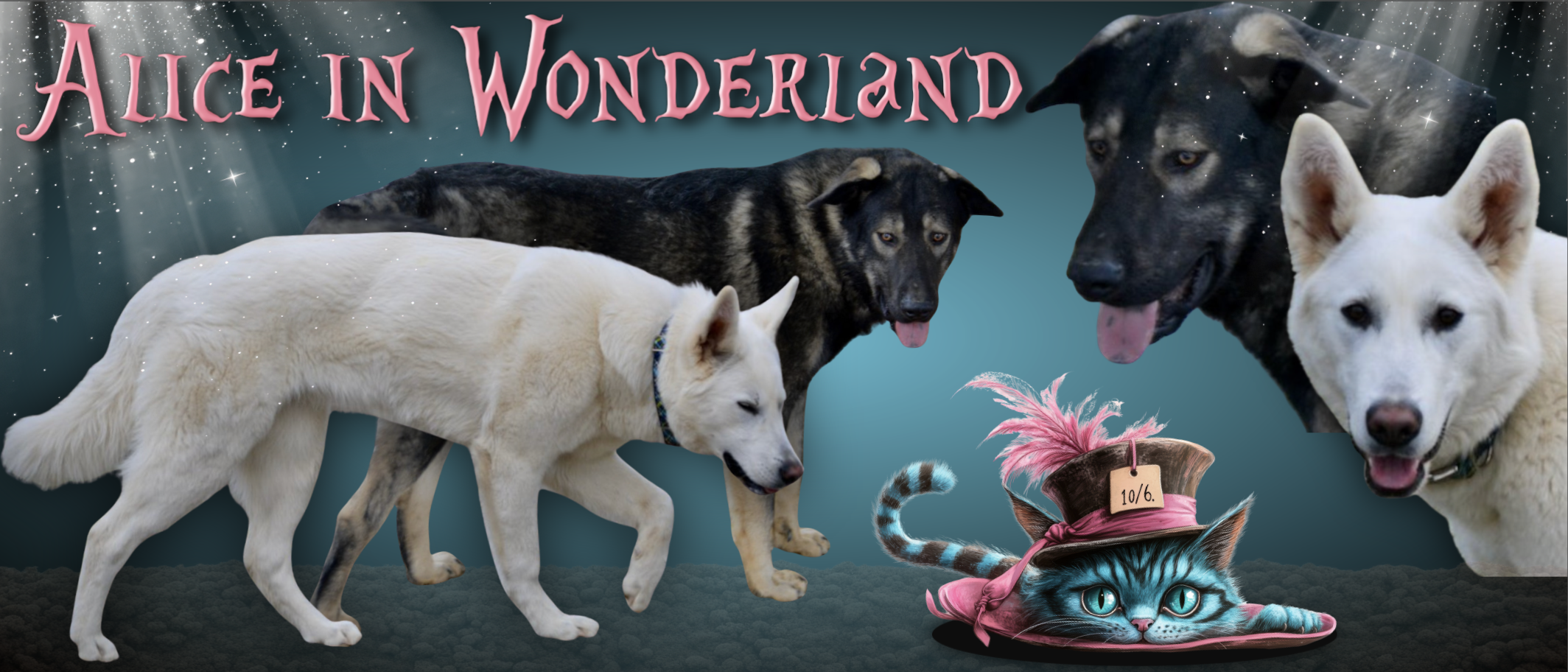 Alice in Wonderland Litter