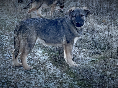 Harvest Litter - 5 months old - Dell - sidelook