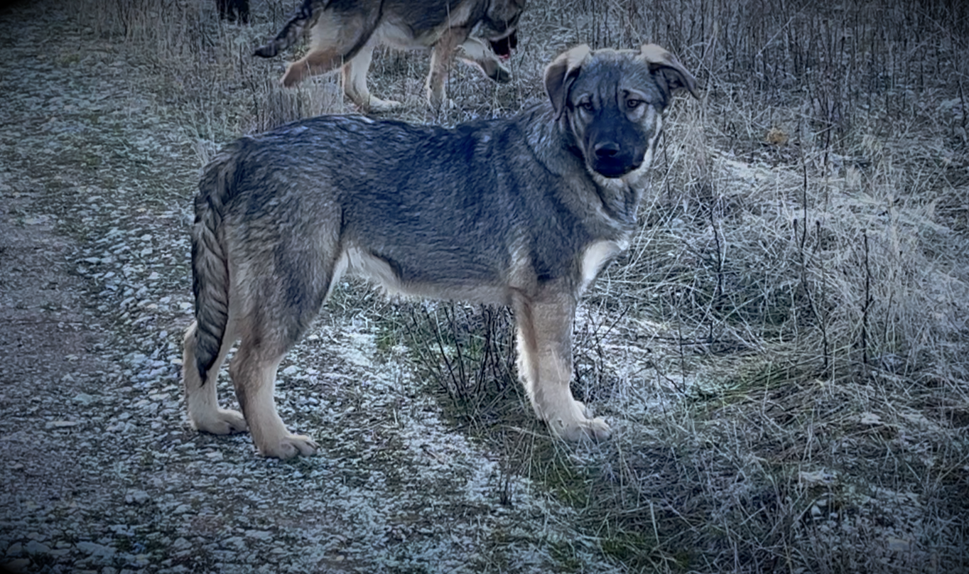 Harvest Litter - 5 months old - Dell - sidelook