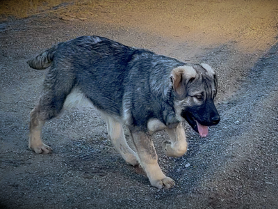 Harvest Litter - 5 months old - Licorice - standing head down right