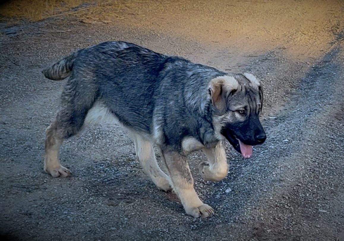 Harvest Litter - 5 months old - Dell - walking forward right