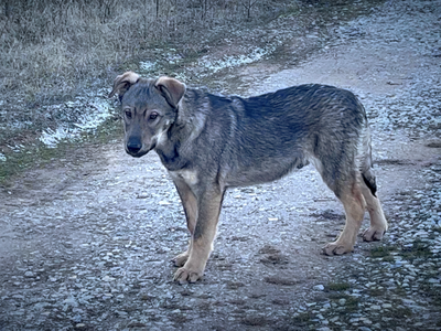 Harvest Litter - 5 months old - Patch - standing pretty left