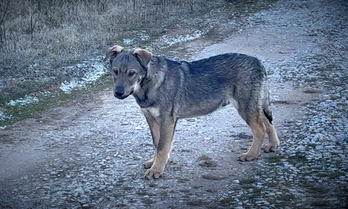 Harvest Litter - 5 months old - Patch - standing pretty left