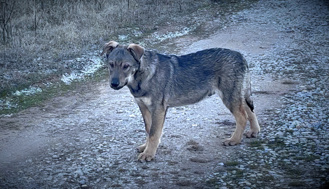 Harvest Litter - 5 months old - Patch - standing pretty left