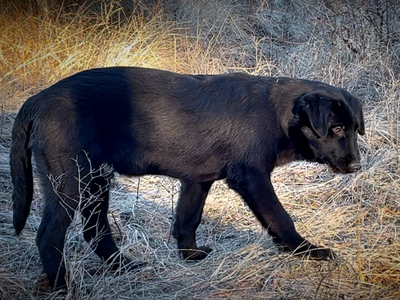 Harvest Litter - 5 months old - Licorice - standing head down right