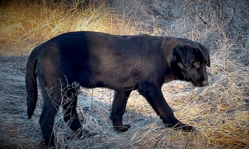 Harvest Litter - 5 months old - Licorice - standing head down right