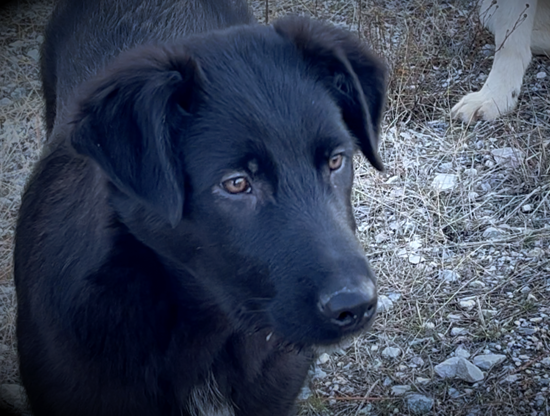 Harvest litter - 5 months old - Licorice - head shot amber eyes