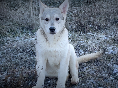 Everest - Mountain Peaks Litter - 5 months old - standing head down