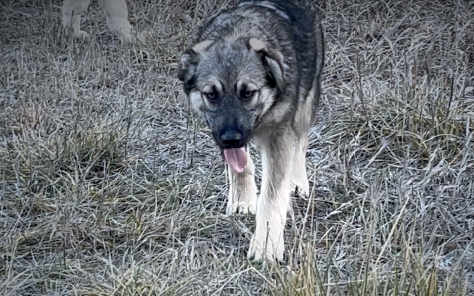 Harvest Litter - 5 months old - Apple Cider - walking forward head