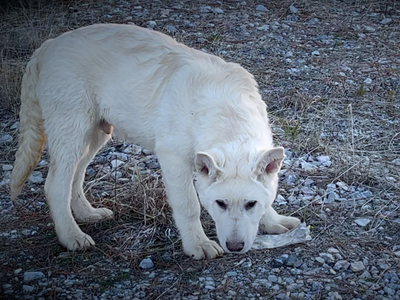 Everest - Mountain Peaks Litter - 5 months old - standing head down