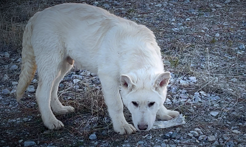 Everest - Mountain Peaks Litter - 5 months old - standing head down