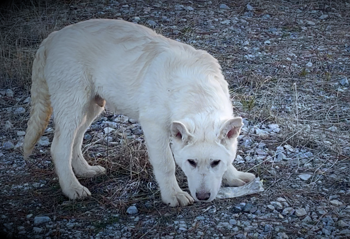 Everest - Mountain Peaks Litter - 5 months old - standing head down