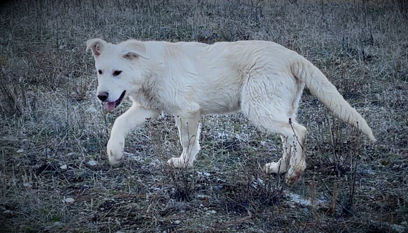 Mountain Peaks Litter - 5 months old - Everest - walking left