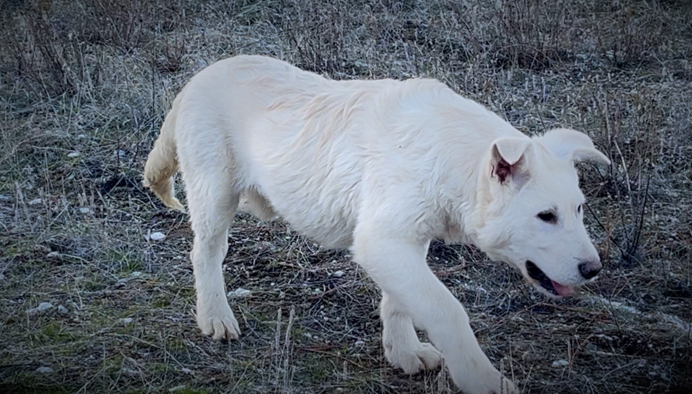 Mountain Peaks Litter - 5 months old - Everest - stalking right