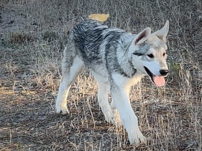 Muscle Car Litter - Mustang - 5 months old - walking forward