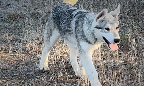 Muscle Car Litter - Mustang - 5 months old - walking forward