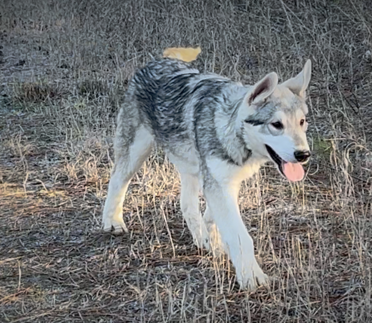 Muscle Car Litter - Mustang - 5 months old - walking forward