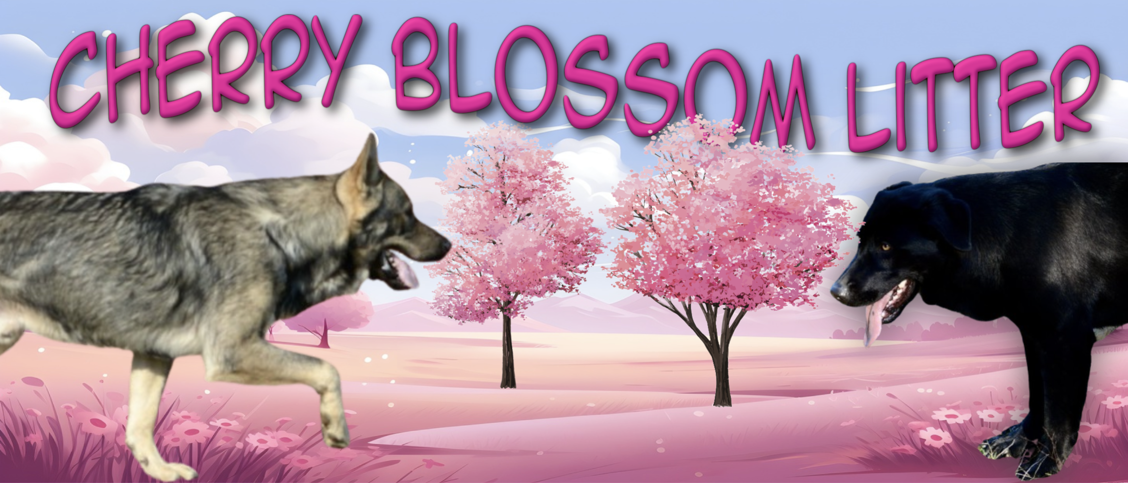 Cherry Blossom Litter
