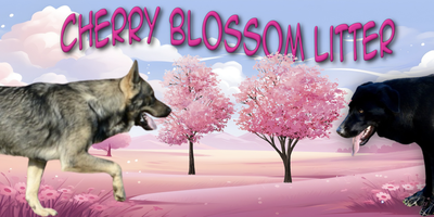 Cherry Blossom Litter Banner 1