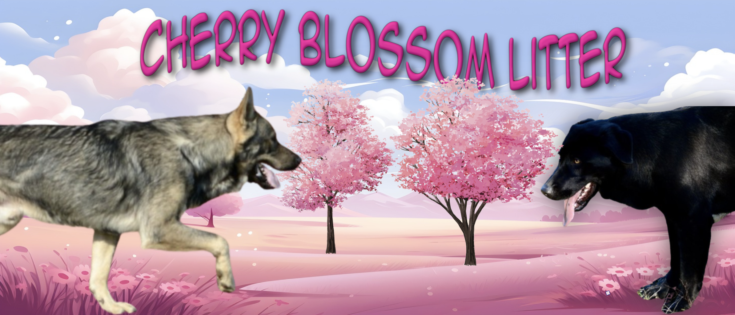 Cherry Blossom Litter Banner 1