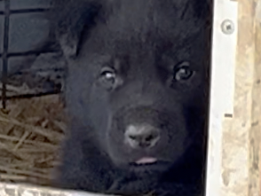 Cherry Blossom - 4 weeks old - March Wind Shy