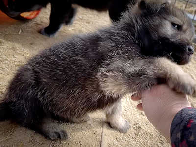 Cherry Blossom - 6 weeks old - Rosebud - biting hand