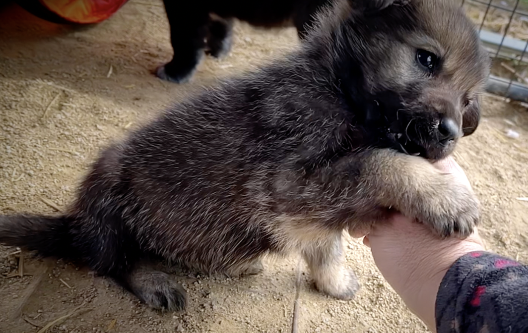 Cherry Blossom - 6 weeks old - Rosebud - biting hand1