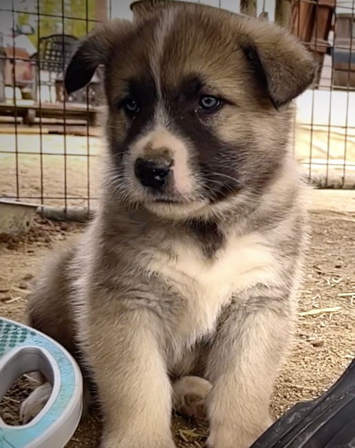 Early America - 6 weeks old - Paul - sitting