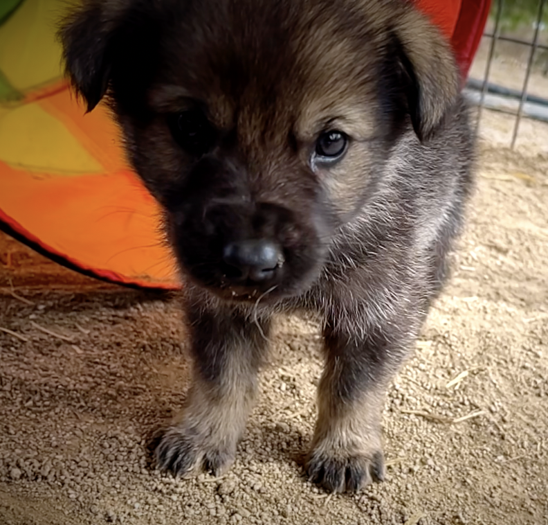 Cherry Blossom - 6 weeks old - Rosebud - face shot