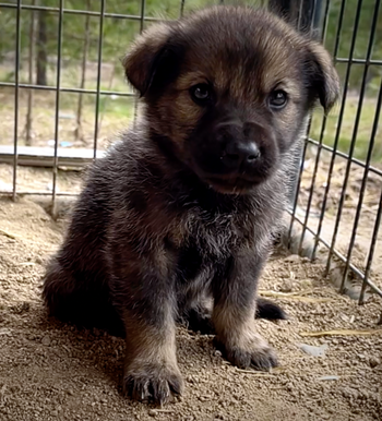 Cherry Blossom - 6 weeks old - Rosebud - sitting