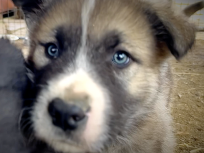 Early America - 6 weeks old - Paul Revere - head shot