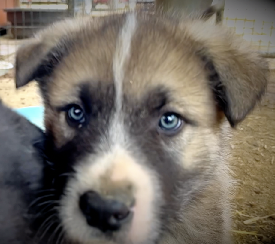 Early America - 6 weeks old - Paul Revere - head shot