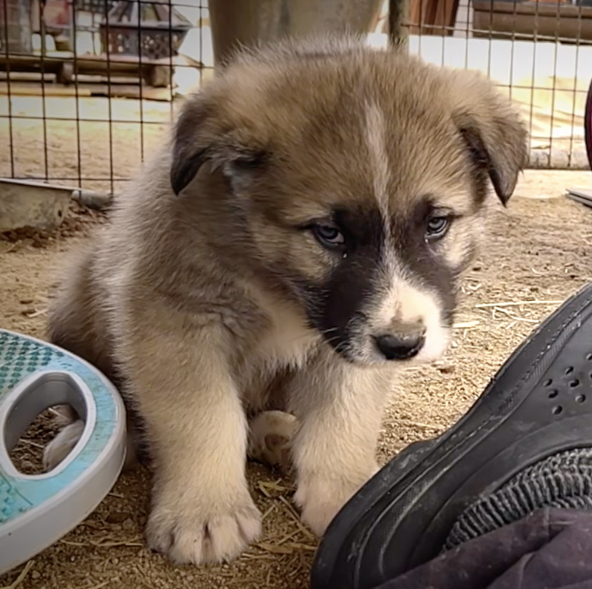 Early America - 6 weeks old - Paul Revere - sitting forward