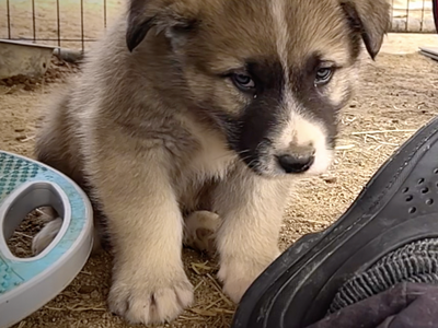 Early America - 6 weeks old - Paul Revere - sitting forward