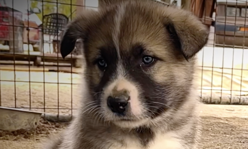 Early America - 6 weeks old - Paul Revere - sitting nice