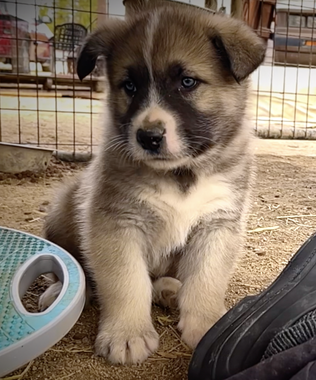Early America - 6 weeks old - Paul Revere - sitting nice