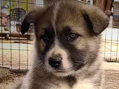 Early America - 6 weeks old - Paul Revere - sitting nice