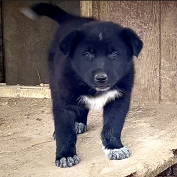 Cherry Blossom - 6 weeks old - Ladybug - standing forward head shot