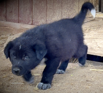 Cherry Blossom - 6 weeks old - Ladybug - walking forward left