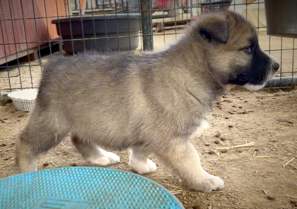 Early America - 6 weeks old - Paul Revere - walking right