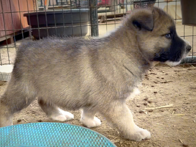 Early America - 6 weeks old - Paul Revere - walking right